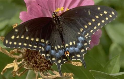Species Blog Marsh Ecosystem Black Swallowtail