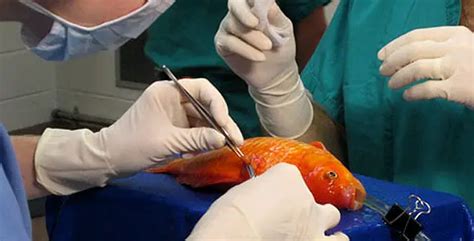 When To Turn To A Vet For Your Fish Fish Breeds Information And