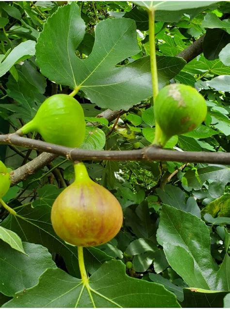 10 Italian Honey Fig Tree Cuttings Sc Grown Cold Hardy Etsy