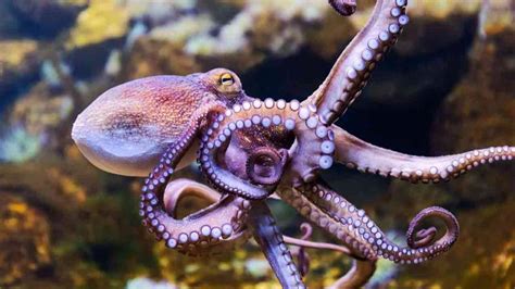Researchers Find Similarities Between Human Brain And Octopus Amazing