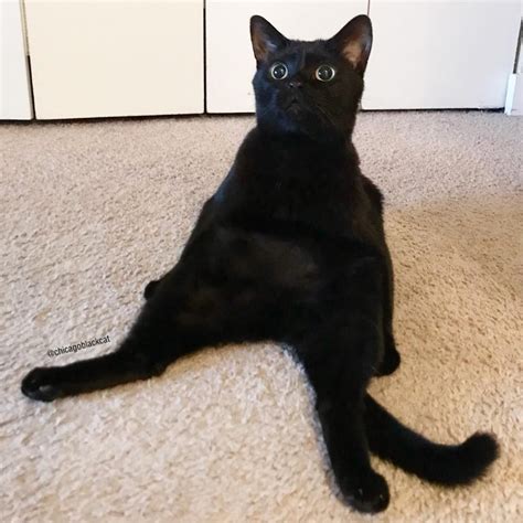 While Some Believe That Black Cats Arent Photogenic These Insta
