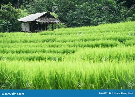 Green Rice Fields In Thailand Stock Photo Image Of Gradient Line