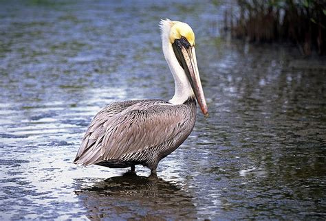 Brown Pelican In Breeding Colors Photograph By Buddy Mays