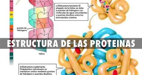 Biologia 2016 Las Proteinas