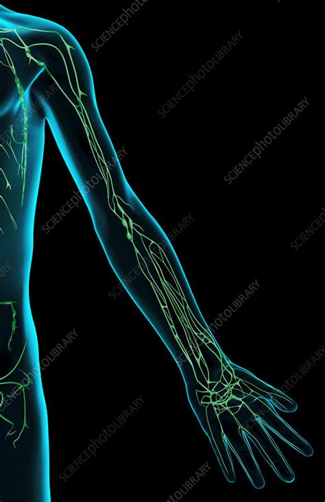 The Lymph Supply Of The Upper Limb Stock Image F0013832 Science