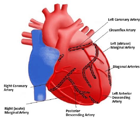 Your body has a highway system all its own that sends blood to and from your body parts. The coronary artery network of the heart. | Download ...