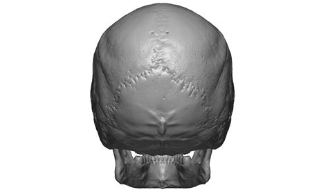 Female Human Skull Realistic 3d Print Model 3 Versions Set 3d Model