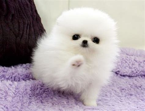 Healthy Teacup White Pomeranian Puppies For Sale Pets Free