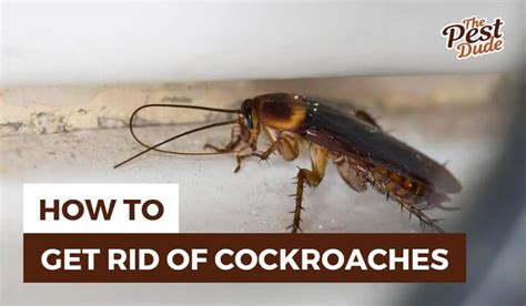 How To Get Rid Of Cockroaches In Your Home Without An Exterminator