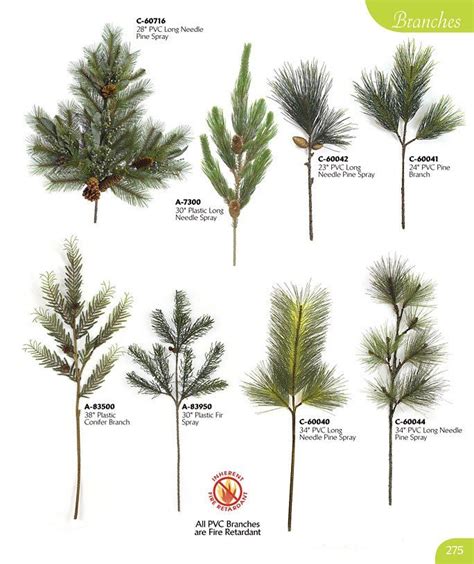 Identifying Pine Trees By Their Cones