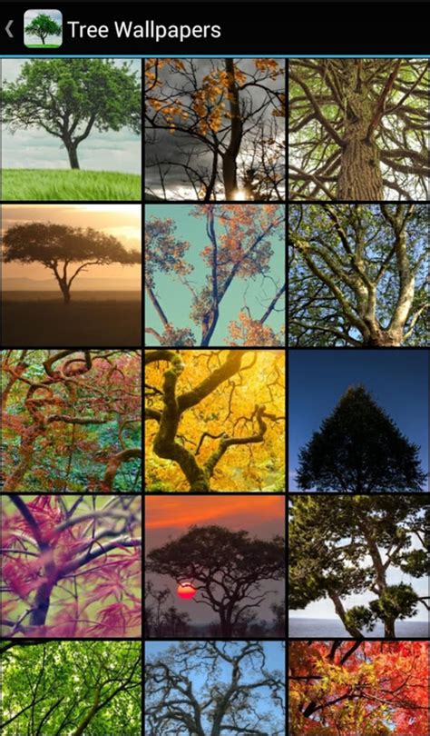 Tree Wallpapers Apk For Android Download