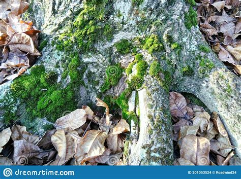 Walnut Tree Roots Covered With Moss Stock Photo Image Of Tree Autumn
