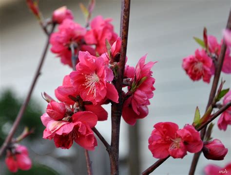 Hv 15 Hoa đào Ngày Tết Thánh Linh