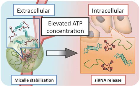 A New Molecular Strategy For Advanced Nucleic Acid Medicine Utokyo