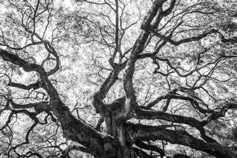 Black And White Detailed Image Of Historic Angel Oak Tree Stock Photo