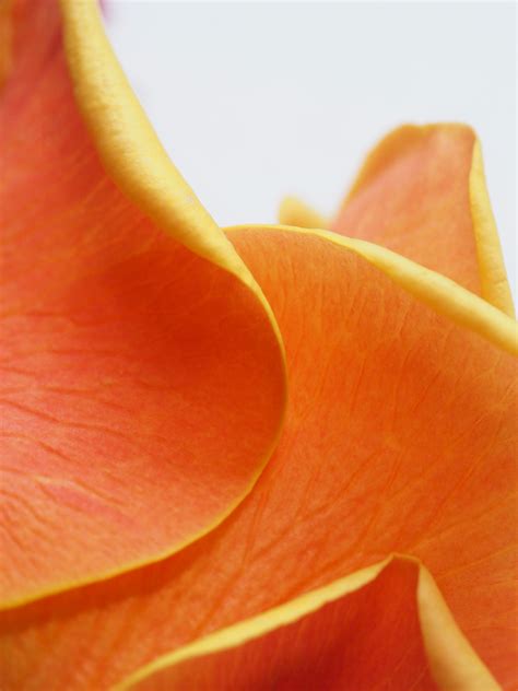 Free Images Orange Petal Close Up Yellow Flower Plant Peach
