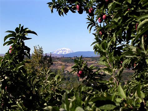 Apple Orchard Overlooking Mt Adams In Yakima A Photo On Flickriver