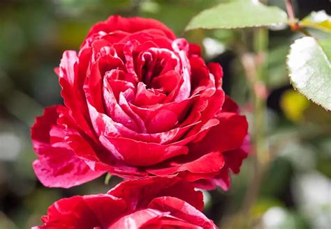 Tipps Für Die Rosenpflege Im Überblick