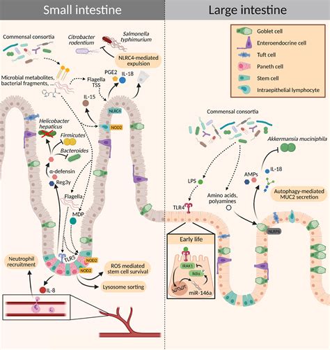 Frontiers Maternal Microbiota Early Life Colonization And Breast Milk Drive Immune