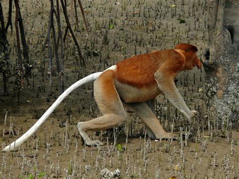 Proboscis Monkey Selected Mammals Of Borneo · Inaturalist
