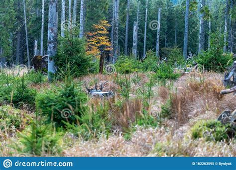 Pine Forest In Autumn With Dry Grass Stock Image Image Of Outdoor