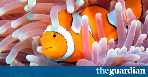 Young Nemo Clownfish Roam Further Than Thought Study Shows