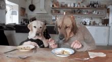 Wifflegif has the awesome gifs on the internets. Fat Dog GIF - FatDog Running Exercise - Descubre ...