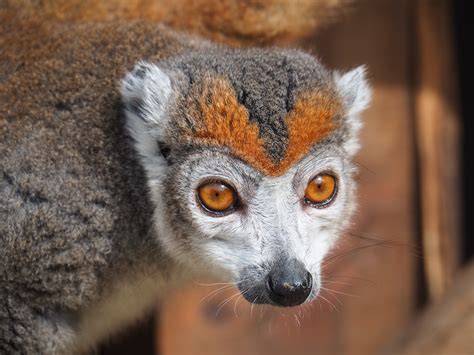 Female Crowned Lemur Eulemur Coronatus 2019 08 11 Zoochat