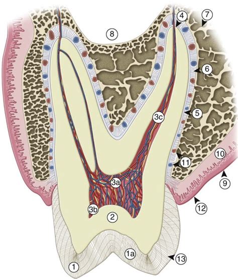 1 Clinical Significance Of Dental Anatomy Histology Physiology And
