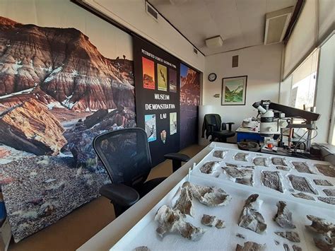 Petrified Forests Museum Demonstration Laboratory Friends Of