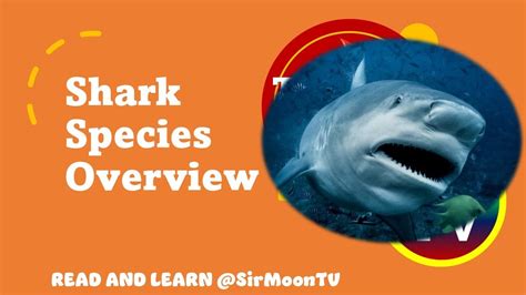 Shark Species Overview Animals Educational Video Youtube