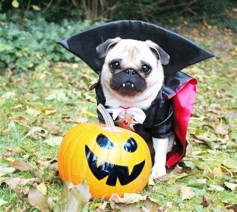 15 Spooktacular Dog Halloween Costumes From Super Cute To Super Scary