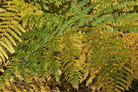 Background Of Yellow Gold Autumn Fern Stock Image Image Of Texture