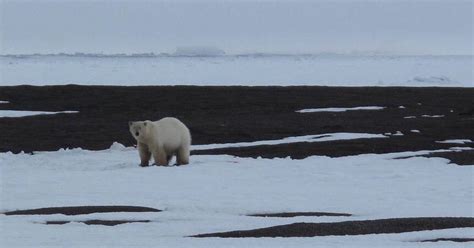 Polar Bears May Have Survived Previous Warm Periods Anchorage Daily News