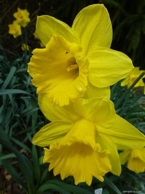 Narcis Narcissus Gigantic Star Květy Květenství Zahrada