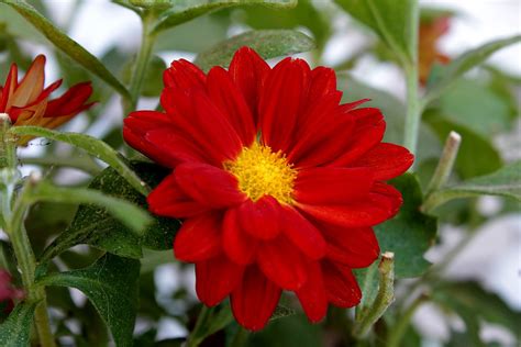 Free Images Nature Petal Botany Garden Flora Dahlia Red Flower