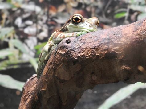 Amazon Milk Frog Similar But Different In The Animal Kingdom