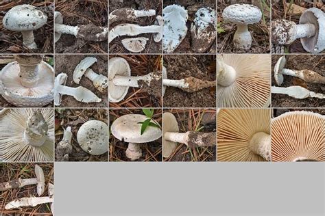 List Of Texas Mushrooms With Photos