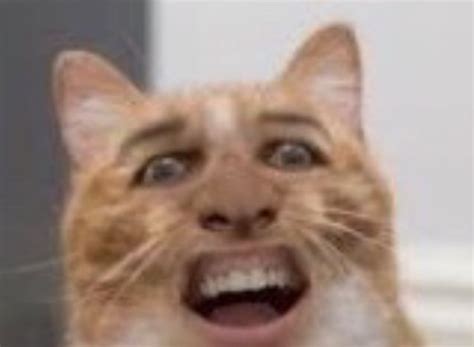 Maybe you would like to learn more about one of these? I Ini Stray kids   | Humor hewan, Humor kucing, dan Hewan lucu