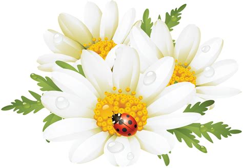 Ladybug Clipart Daisy Ladybug Daisy Transparent Free For Download On