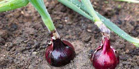 Onion Allium Cepa Greenlife 2024 Update