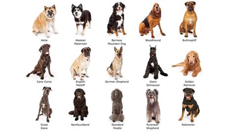 How To Tell The Breed Of A Dog Gegu Pet