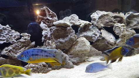 Two New African Cichlids Youtube