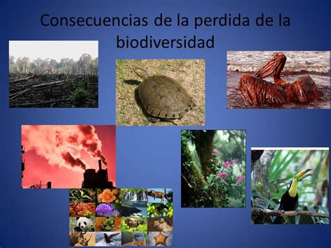 Valoracion De La Biodiversidadcausas Y Consecuencias Ppt Descargar
