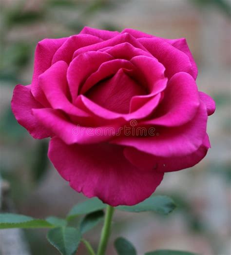 1069 Pink Rose Long Stem Stock Photos Free And Royalty Free Stock