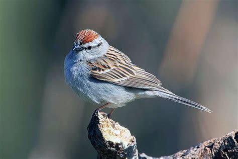 Chipping Sparrow Ross Biological Reservepurdue University
