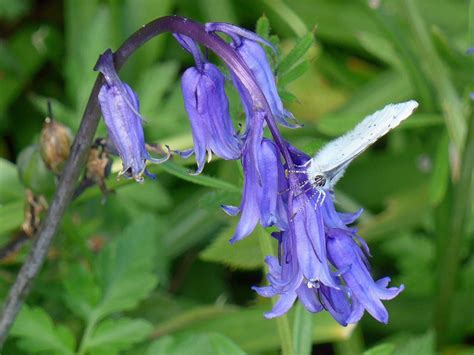 Holly Blue Corfe Mullen Dorset Butterflies