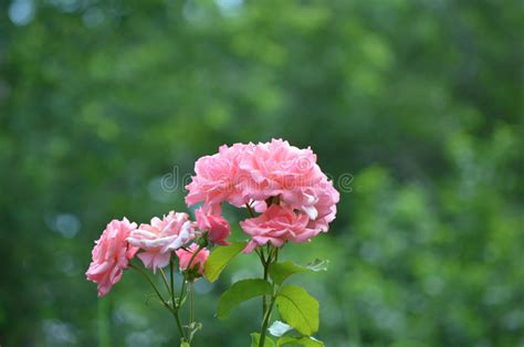 Cluster Of Blooming Pink Roses In A Rose Bush Stock Photo Image Of