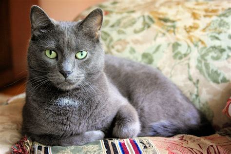 Pisica De Chartreux Amazing Cat ~ Poze Rase De Pisici Apartament Si