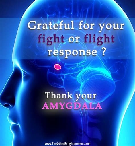 The Amygdala Can Put Us Into Fight Or Flight Mode In A Fraction Of A